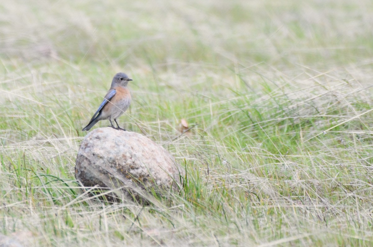Western Bluebird - ML630475520