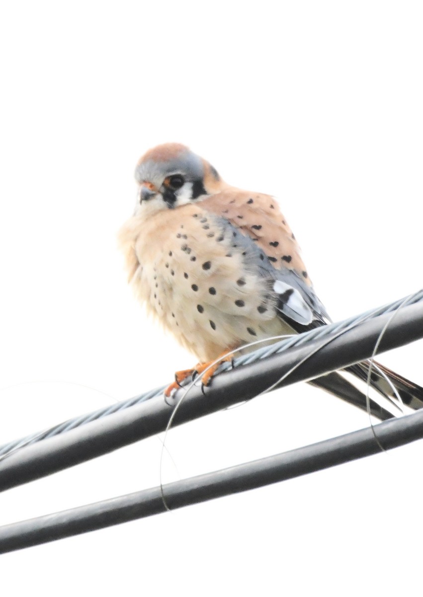 American Kestrel - ML630475533