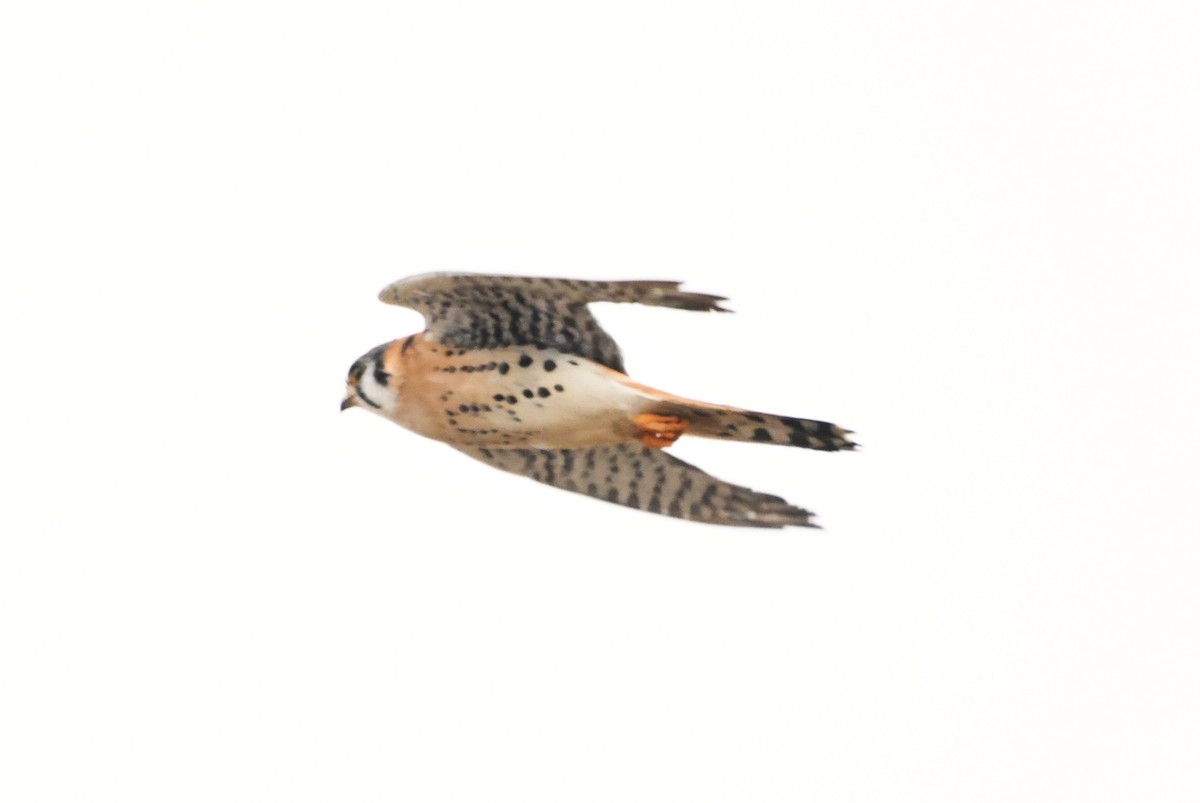 American Kestrel - ML630475534