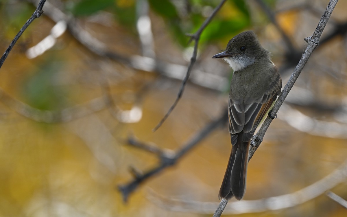 Dusky-capped Flycatcher (lawrenceii Group) - ML630475535