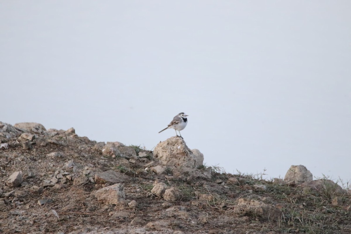 Bergeronnette grise - ML630475551