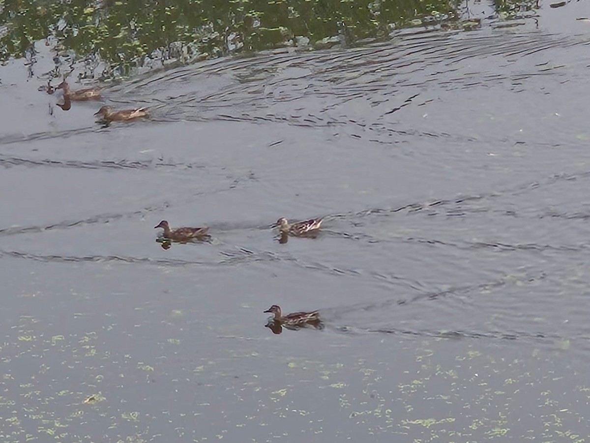 Garganey - ML630475558