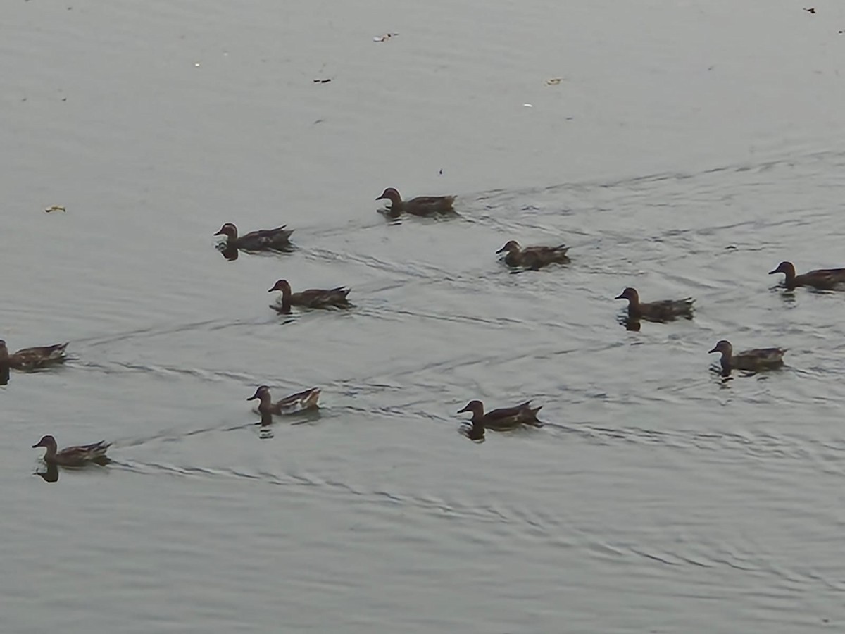 Garganey - ML630475559