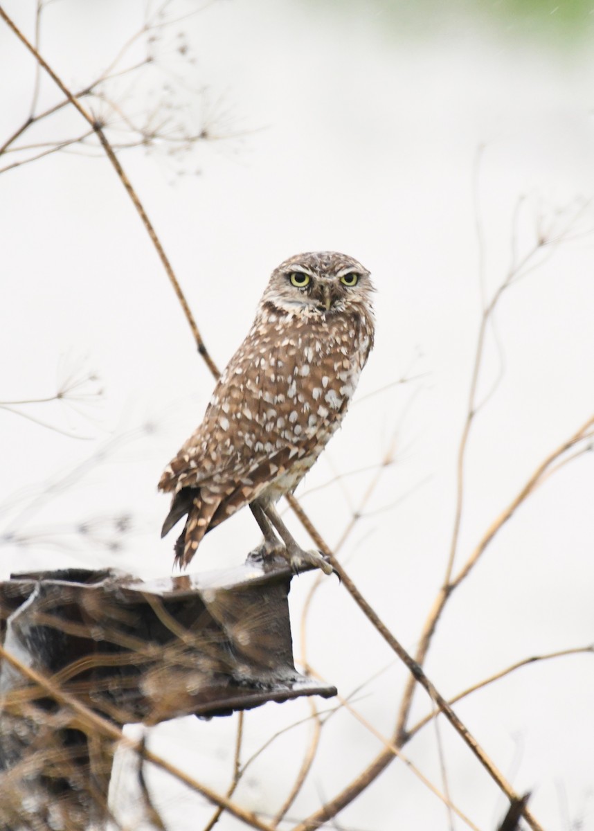 Burrowing Owl - ML630475569