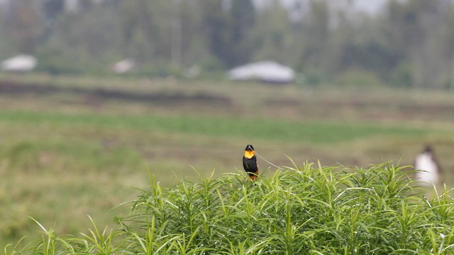 オオキンランチョウ - ML630475595