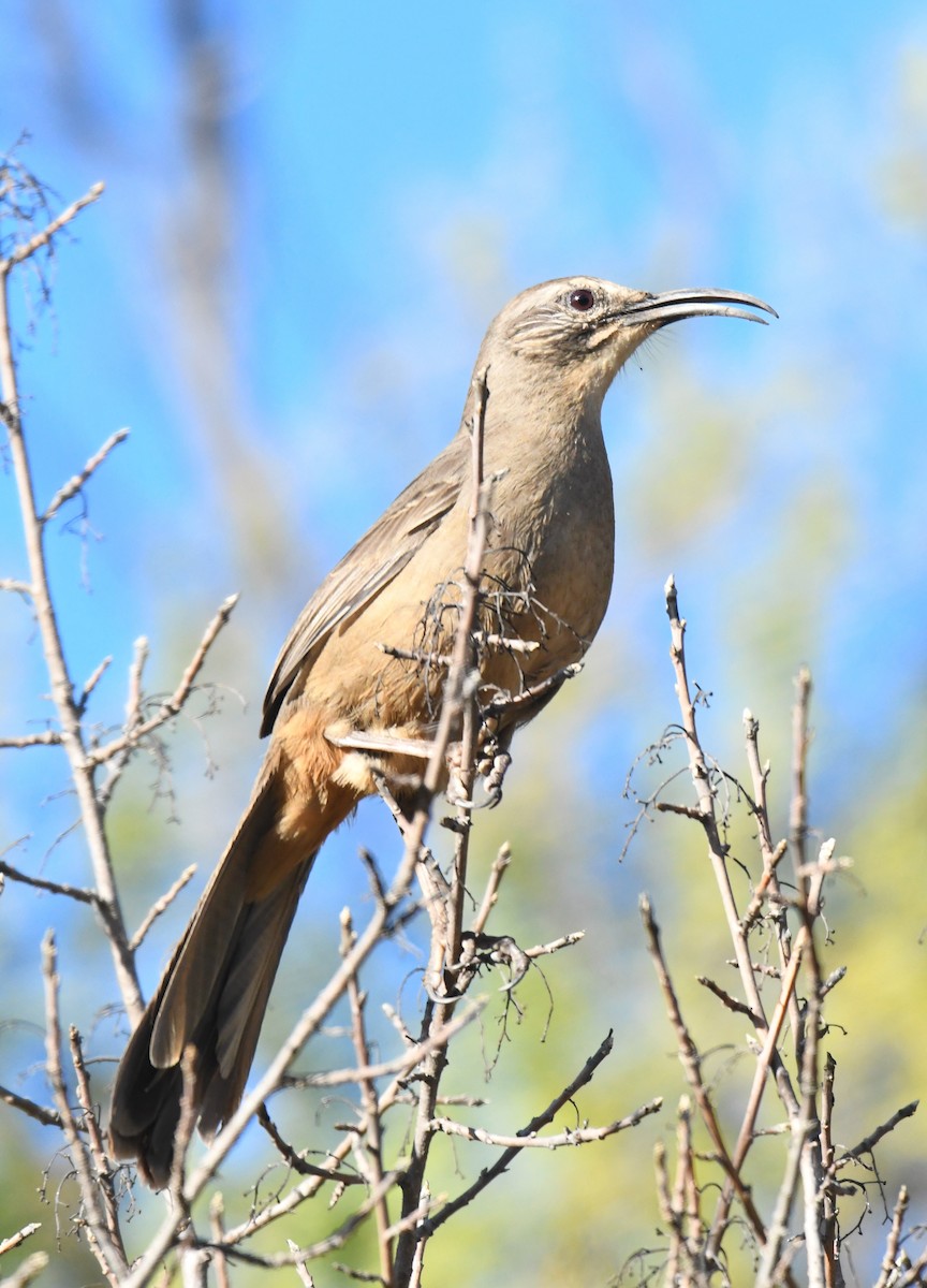 California Thrasher - ML630475596