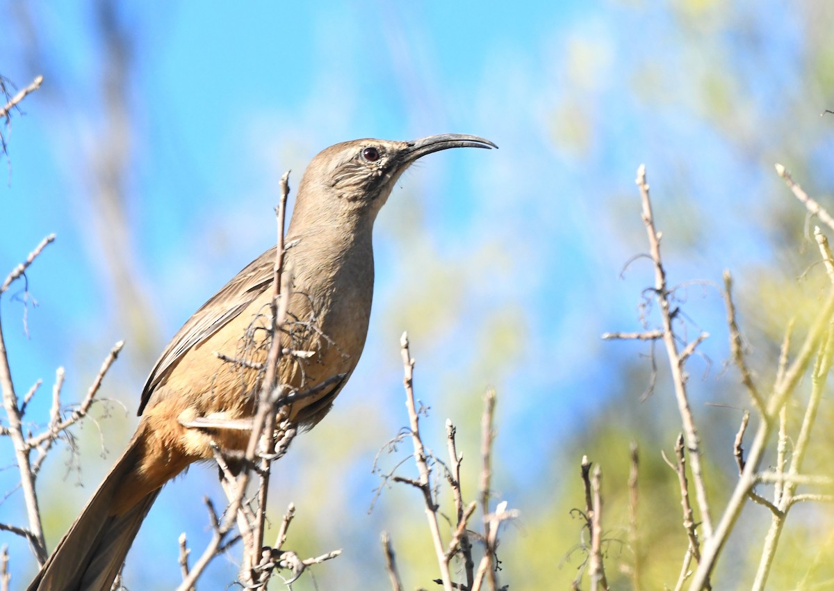 California Thrasher - ML630475597