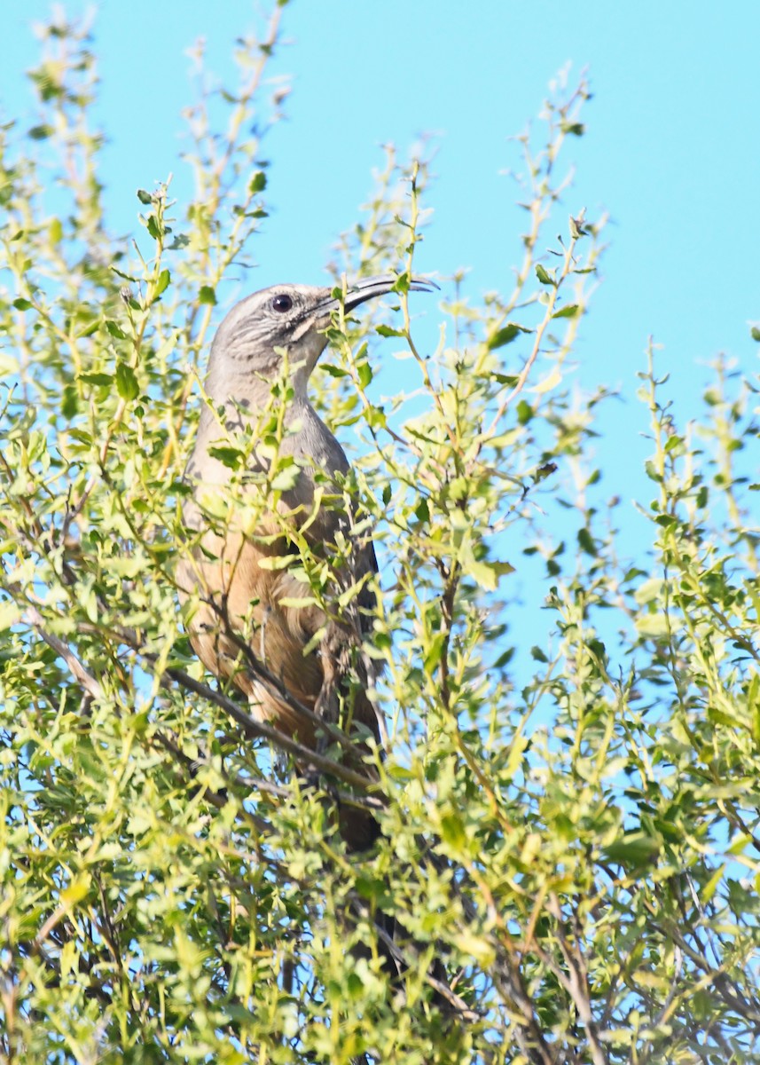 California Thrasher - ML630475598