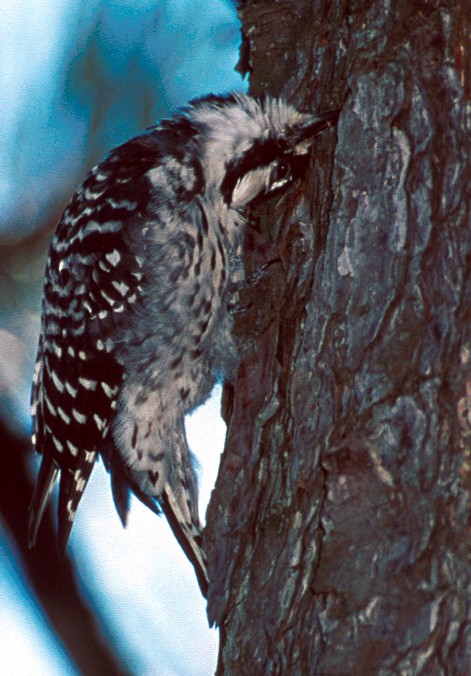 Red-cockaded Woodpecker - ML630475623