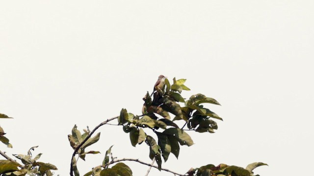 rødvingeprinia - ML630475695