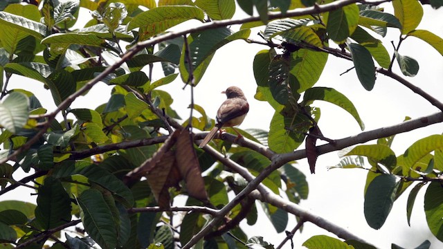 rødvingeprinia - ML630475905