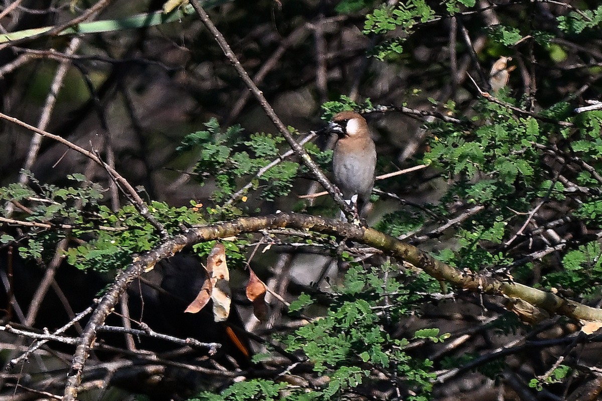 Arabian Grosbeak - ML630475929