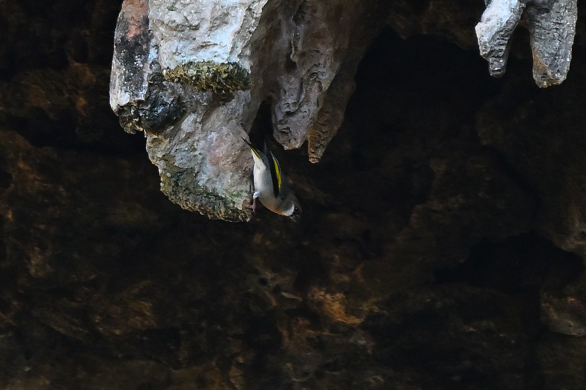 Arabian Grosbeak - ML630475930