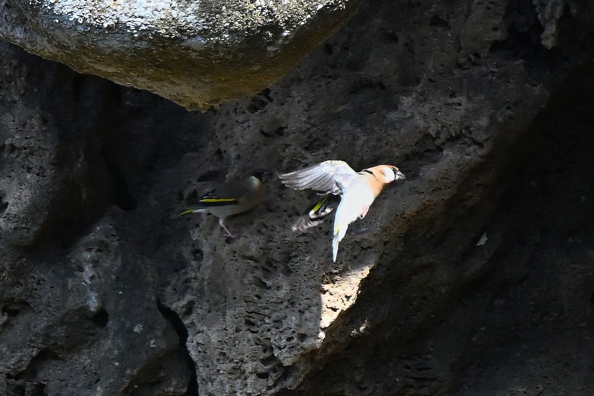Arabian Grosbeak - ML630475931