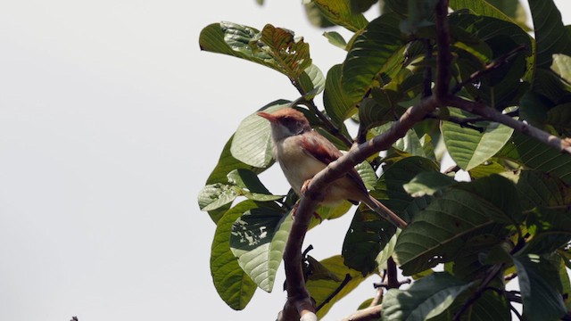 rødvingeprinia - ML630475966