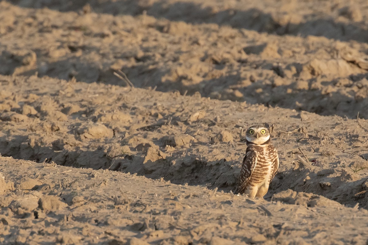 Burrowing Owl - ML630476093