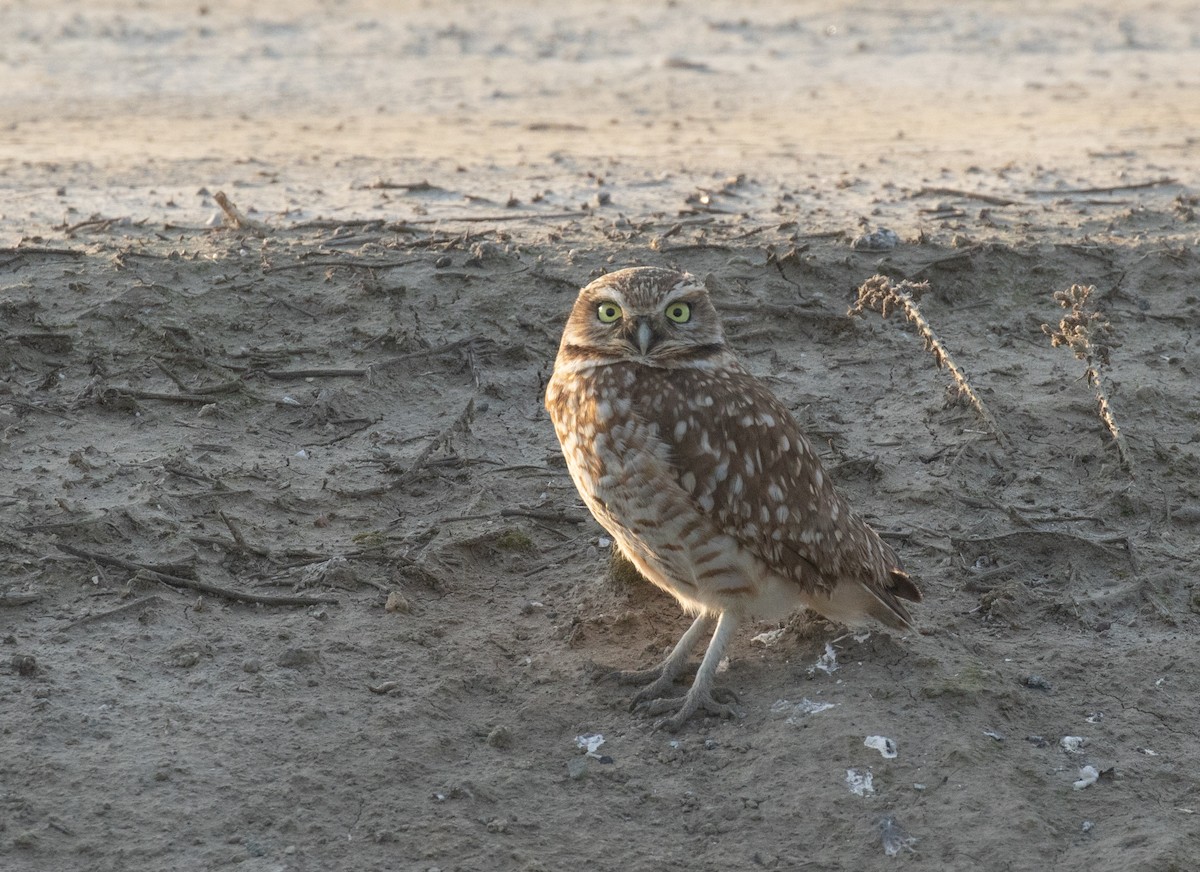 Burrowing Owl - ML630476095
