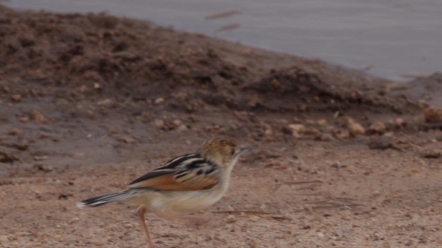 Winding Cisticola - ML630476220