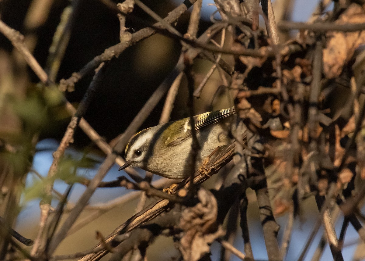 Golden-crowned Kinglet - ML630476285