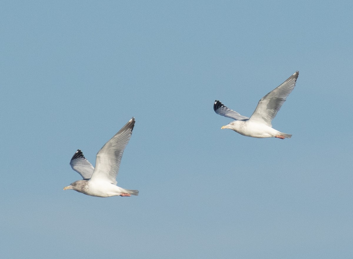 American Herring Gull - ML630476288