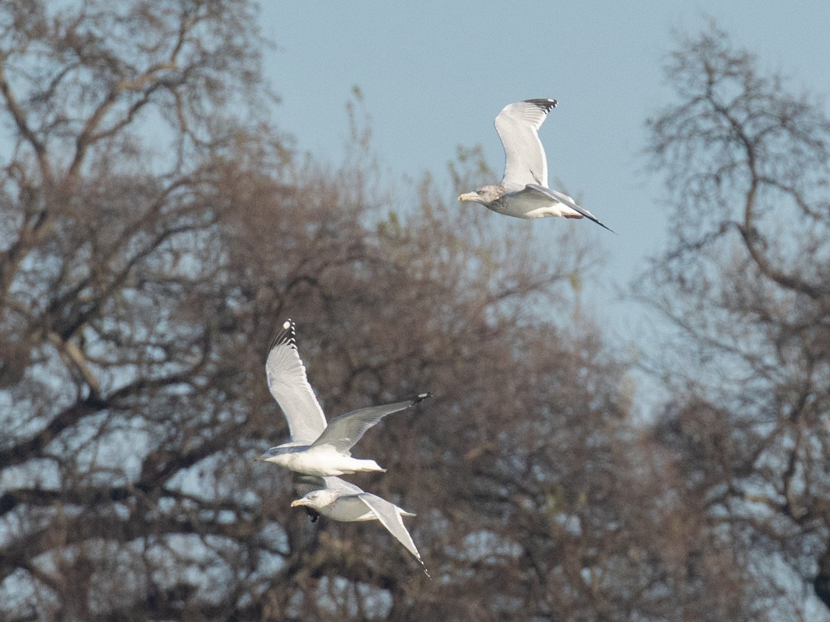 American Herring Gull - ML630476289