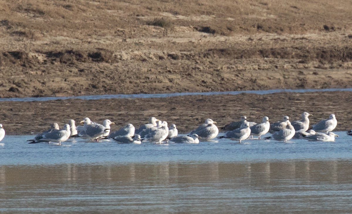 American Herring Gull - ML630476290
