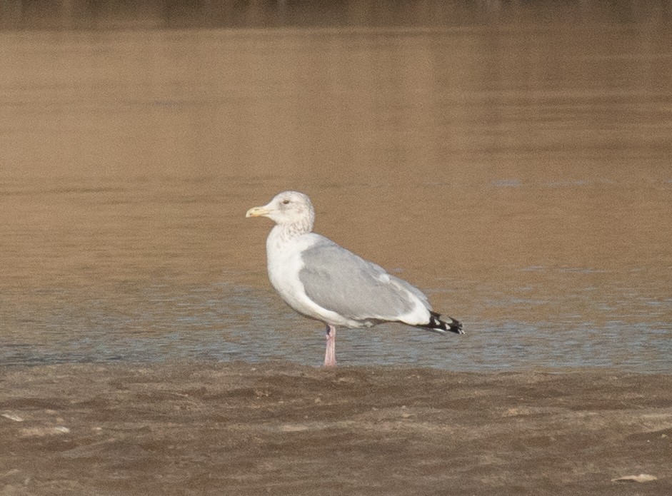 American Herring Gull - ML630476294