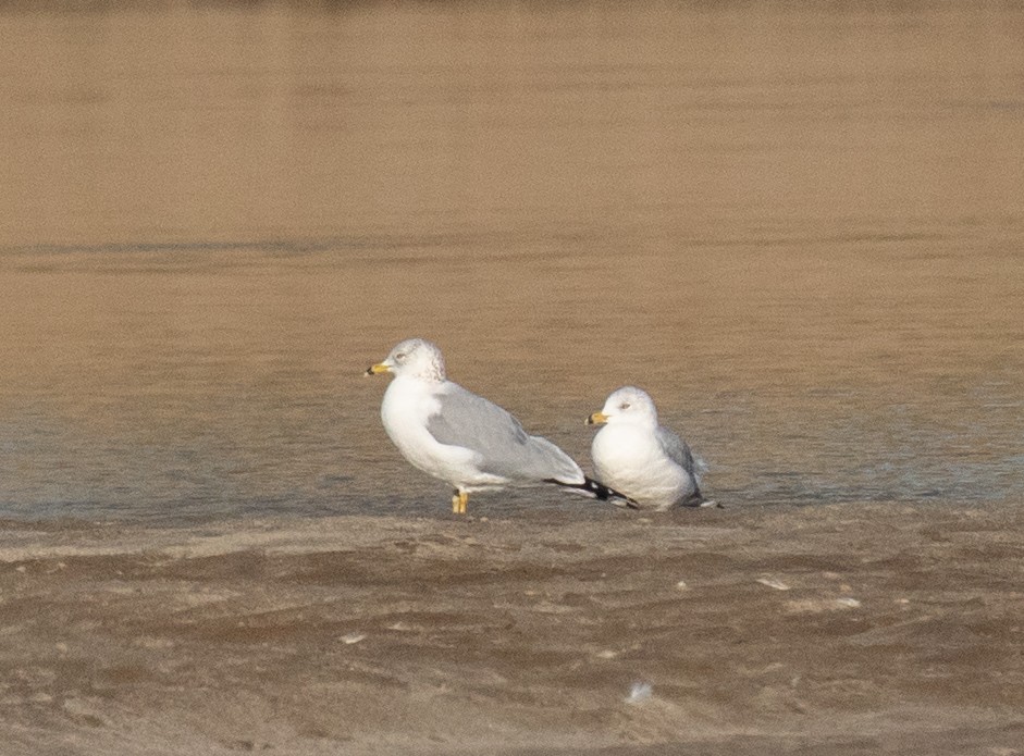Ring-billed Gull - ML630476296