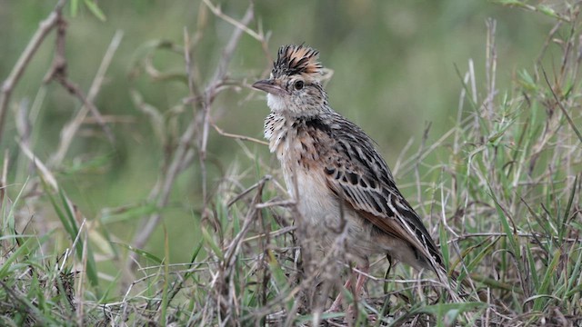 Rufous-naped Lark (Serengeti) - ML630476301