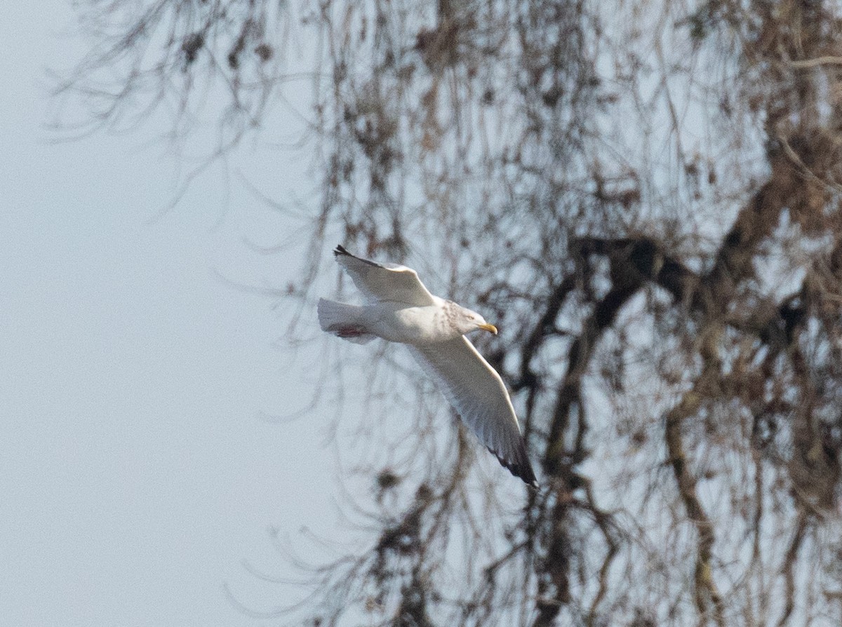 American Herring Gull - ML630476313