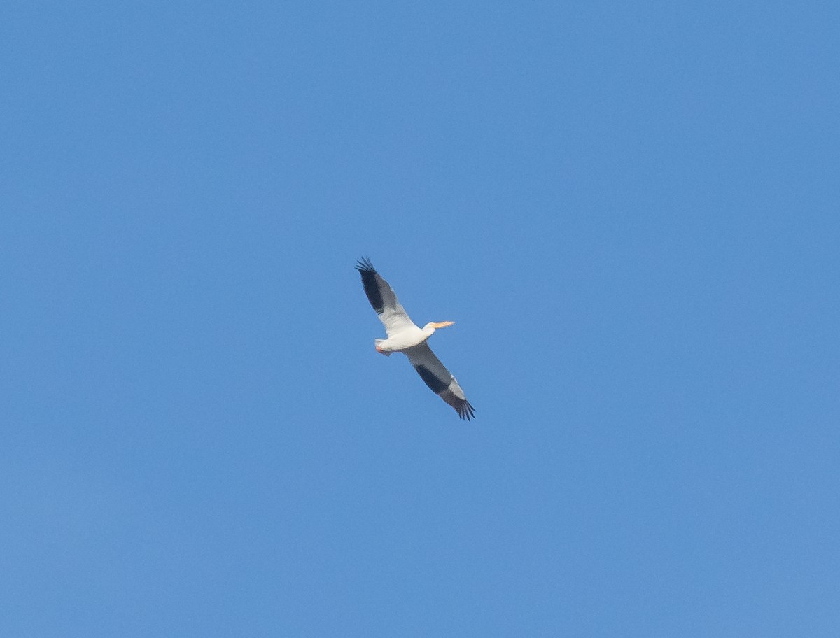 American White Pelican - ML630476316