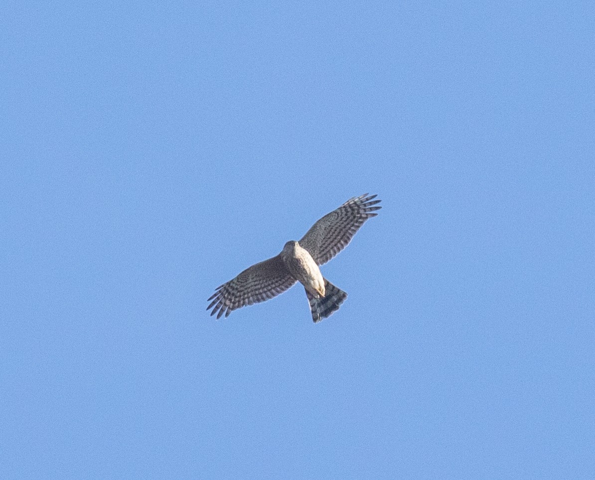 Sharp-shinned Hawk - ML630476322