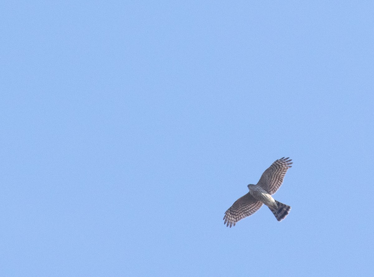 Sharp-shinned Hawk - ML630476323