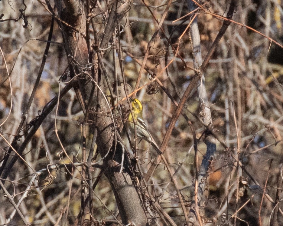 Townsend's Warbler - ML630476332