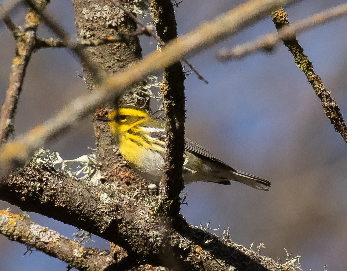 Townsend's Warbler - ML630476333