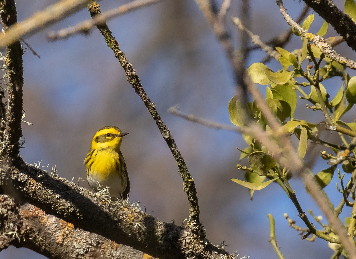 Townsend's Warbler - ML630476334