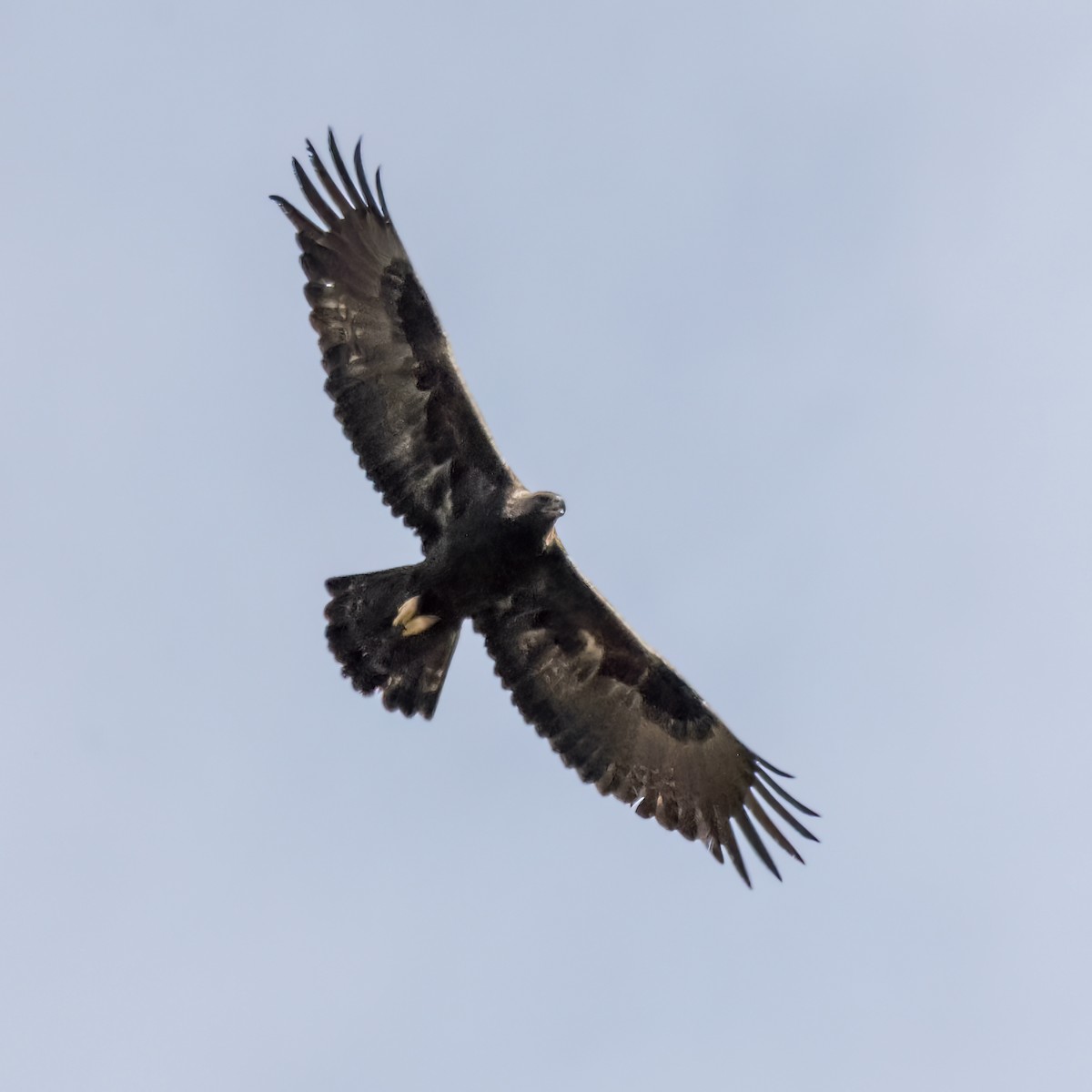 Águila Real - ML630476340