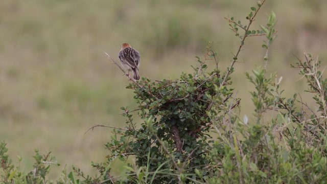 Stout Cisticola - ML630476361