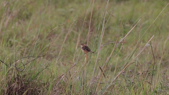 Black-backed Cisticola - ML630476422