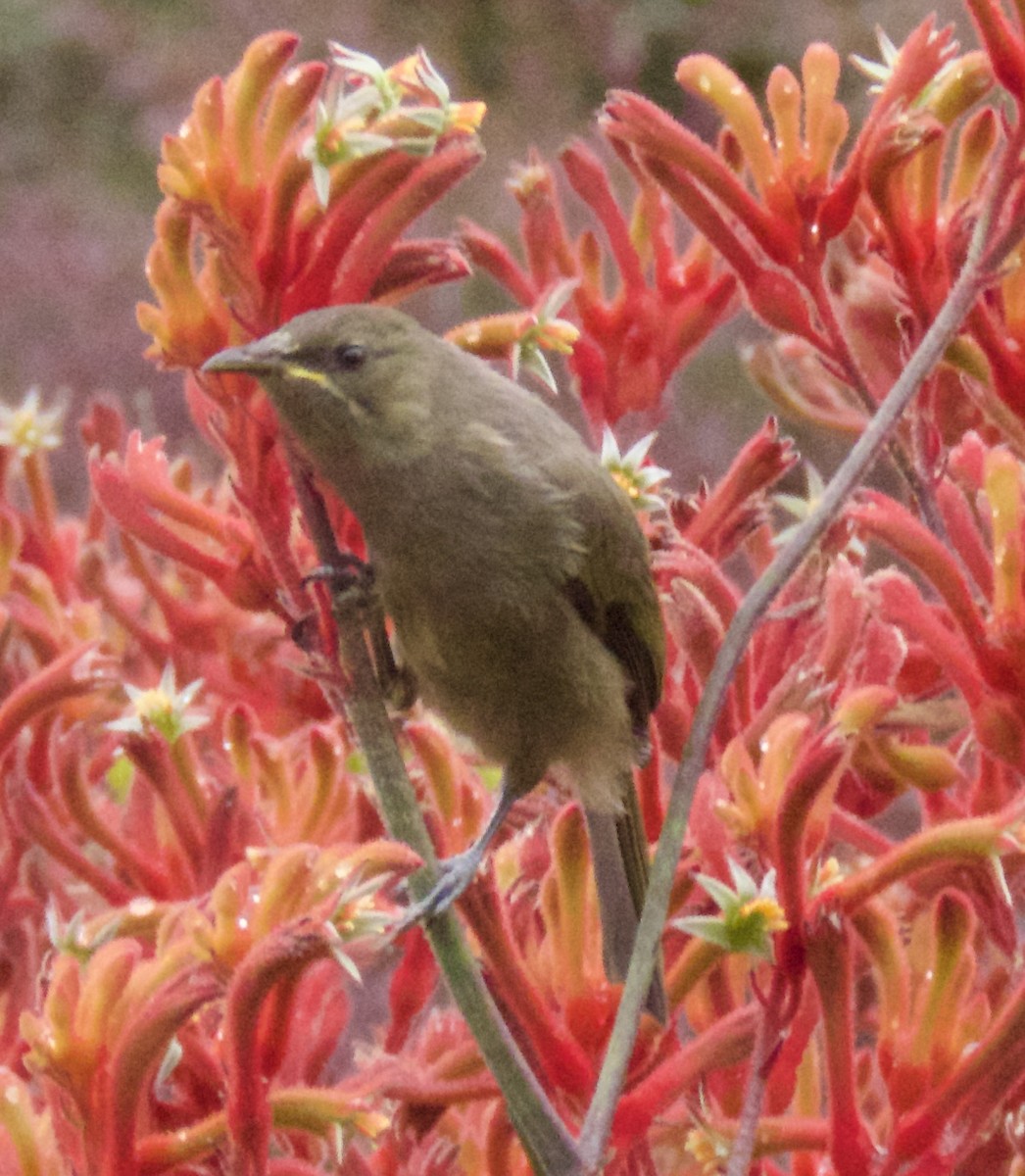 New Zealand Bellbird - ML630476494