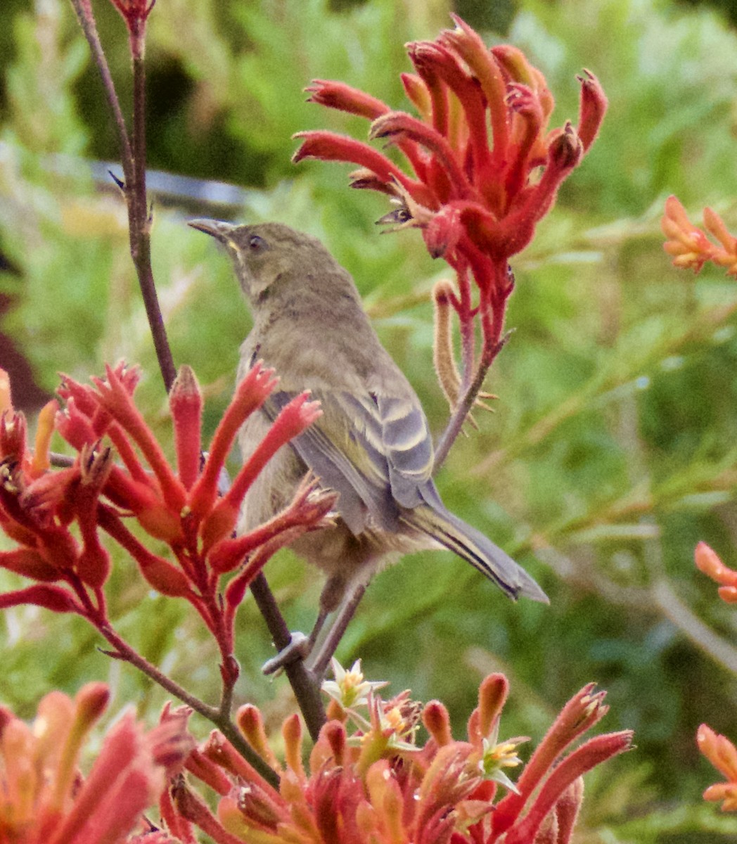 New Zealand Bellbird - ML630476495