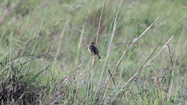 Black-backed Cisticola - ML630476516