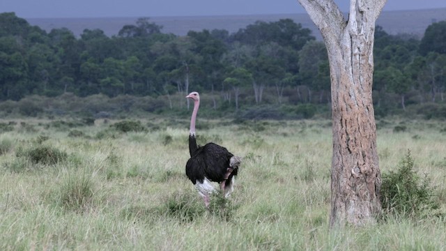 Common Ostrich - ML630476659