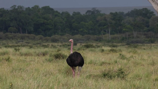 Common Ostrich - ML630476689