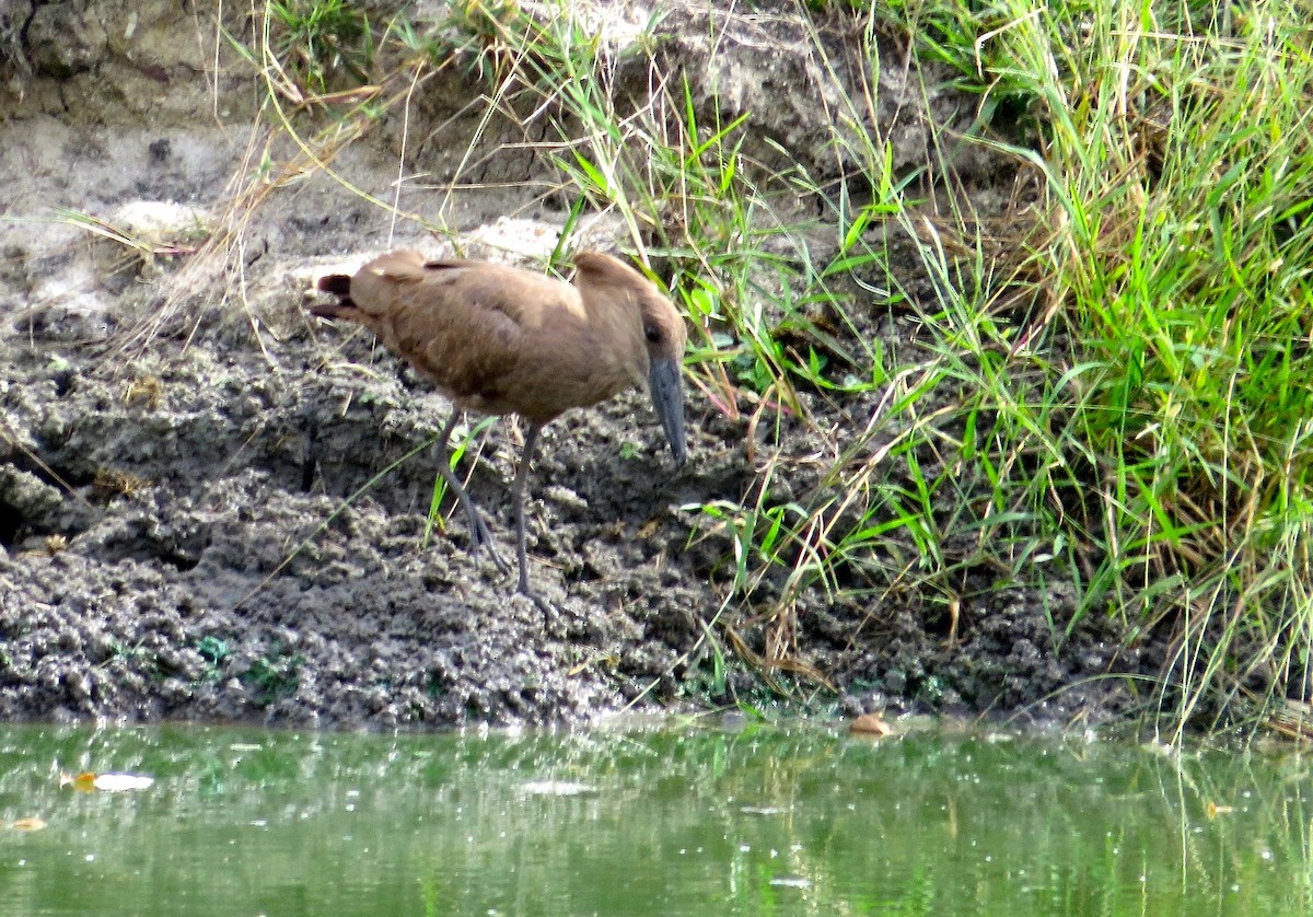 Hamerkop - ML63047671