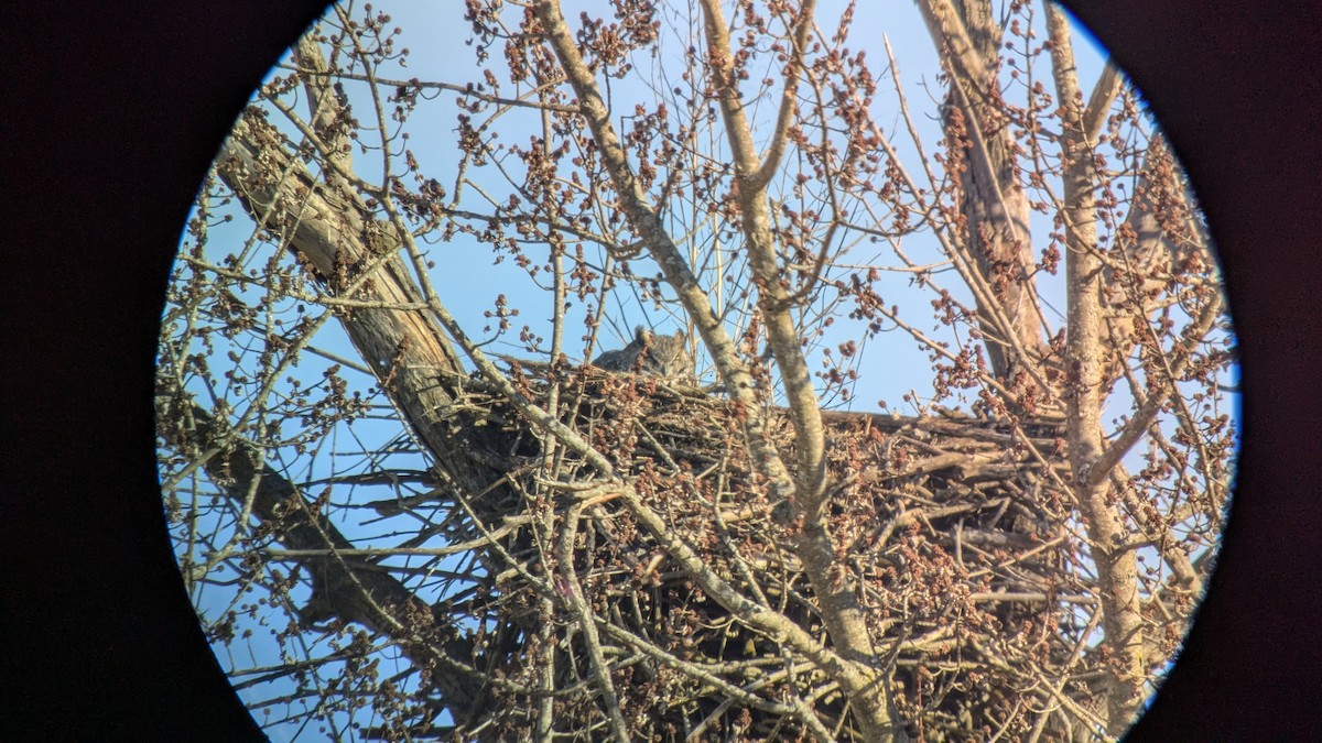 Great Horned Owl - ML630476726