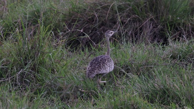 Black-bellied Bustard - ML630476741