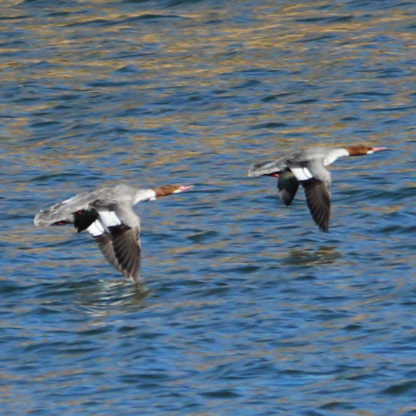 Хумхин бохио - ML630477552