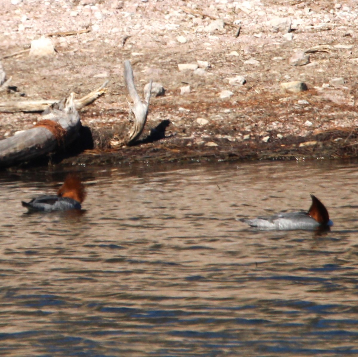 Хумхин бохио - ML630477560