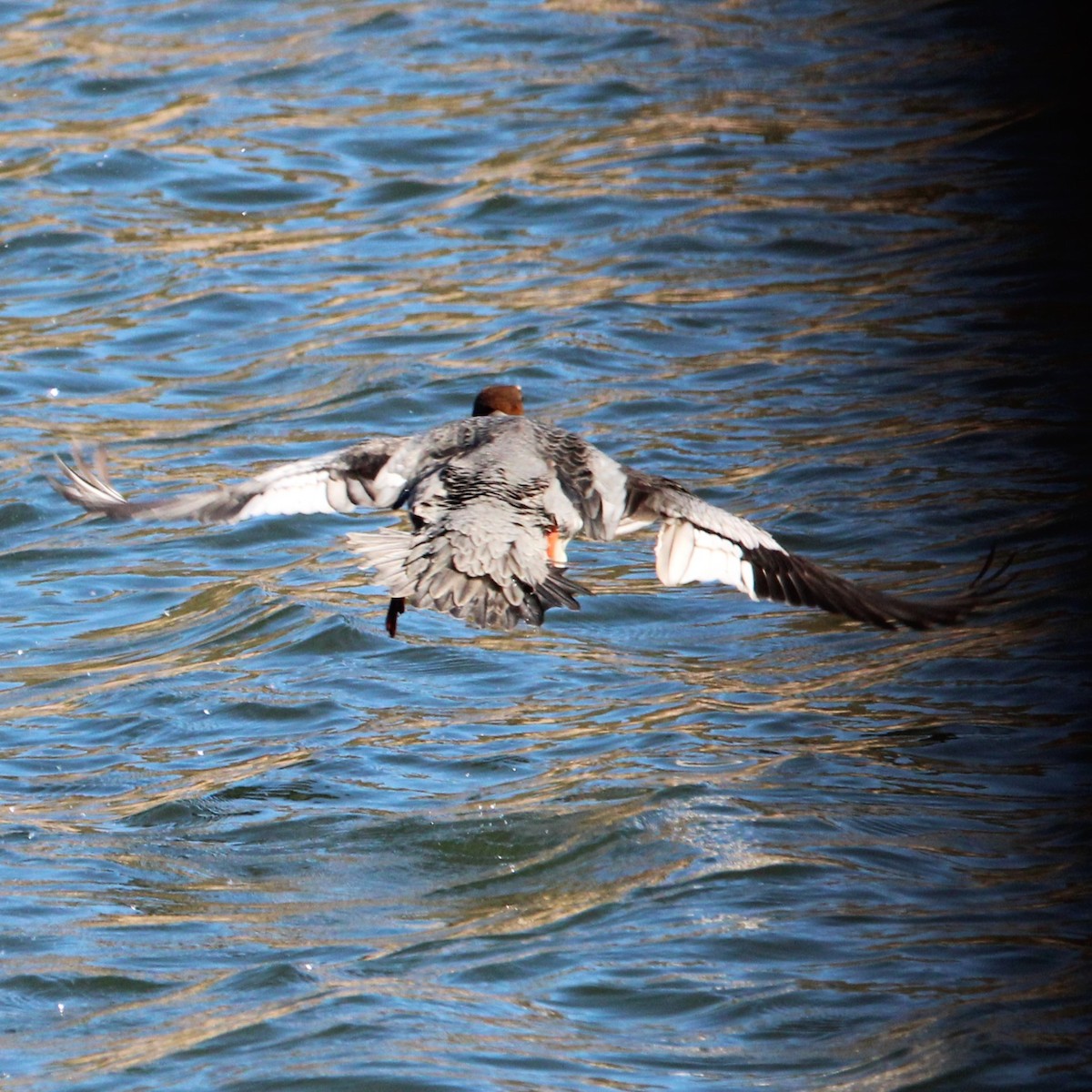 Хумхин бохио - ML630477562